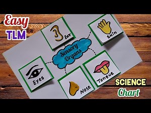 Sense Organs Science TLM/ Sense Organs Chart/ Sense Organs Project/ Easy Chart/ Easy TLM