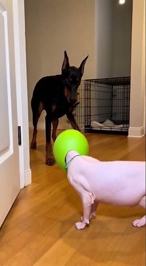 Alien Invasion! Tough Dog Cries Like Baby : #doberman #sphynx