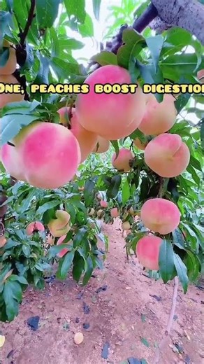 Benefits of eating peach 🍑
