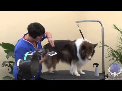 Grooming the Pet Shetland Sheepdog with Michell Evans - ICMG, NCMG