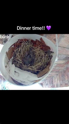 Dinner time for baby barn swallow | Rescue and feeding update