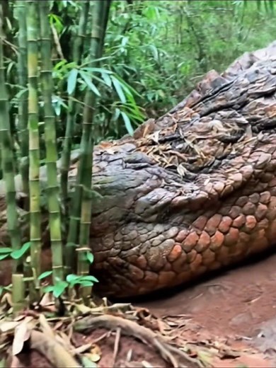 5.3M views · 111K reactions | Mata itu... bukan bayangan. Tapi sesuatu yang sedang memperhatikanmu dari balik semak #UlarRaksasa #MisteriAlam #HewanLangka #HutanBelantara #AnehTapiNyata #ViralHiburan #FaktaMisterius #VideoViral #UlarMisterius #WildLife #AnimalViral #FaktaMenarik #SeremBanget #AlamIndonesia #HewanMisteri #HiburanViral #UlarLangka #CeritaHutan #MisteriViral #FYPHiburan | Quotes Live | Facebook