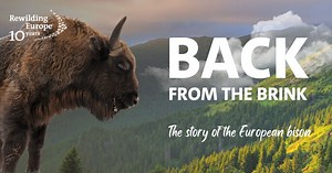 The story of the European bison | Rewilding Europe
