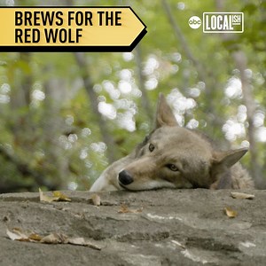66K views · 165 reactions | This new beer from Four Saints Brewing Company is all about saving the American red wolf. | Localish Food | Facebook