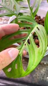 Beza monstera adansonii dengan acuminata. Nak bagi dia besar kene memanjat dan cahaya banyak. Nanti nampak dia berubah struktur daun tu. #plantsoftiktok #indoorplants #plantlovers #pokokhiasan #pokok #plantsoftheday #houseplants #pokokhiasanrumah #leca #lecaball | CUB.malaysia
