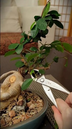 Radical structural pruning of a Ficus microcarpa Ginseng bonsai.