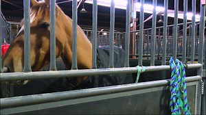 The horses behind holiday carriage rides: Where do they come from and how are they cared for?