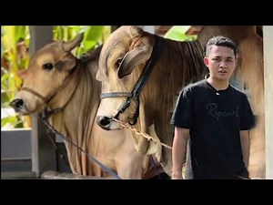 KEDATANGAN 2EKOR SAPI DIBERKAH SETIA FARM🔥🔥