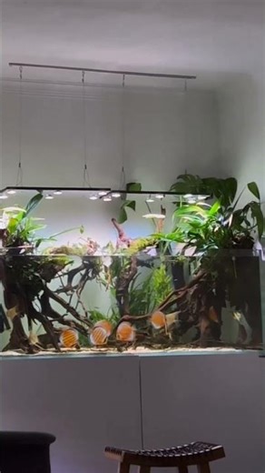 Beautiful Setup Discus Tank #discusfish #discustank #ikandiscus #ikanhias #NatureTankStories
