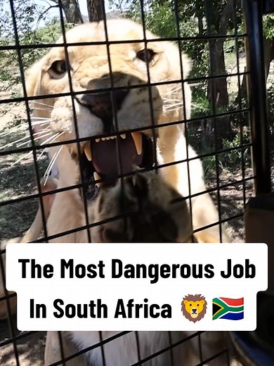 Most Dangerous Job In South Africa: Lion Encounters