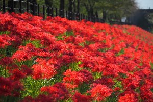 あさひ舟川 春の四重奏 見どころ 2026｜見頃・開花状況・ライトアップ【富山】