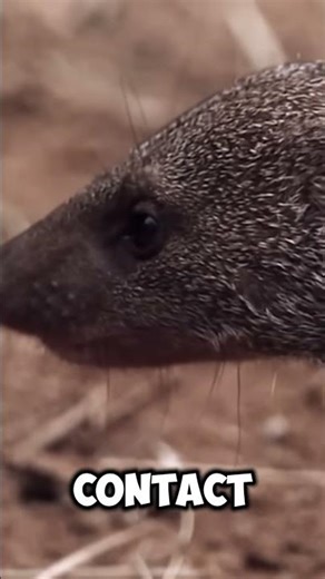 This Beetle DETONATES Itself 💥