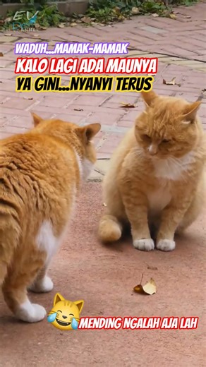 suara kucing marah dicuekin | Lucu!! ga digubris 😸😻#funnycats #short #cat