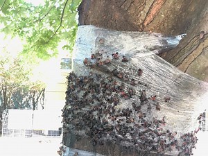 How much damage did the spotted lanternfly cause on Staten Island this year? Experts weigh in.