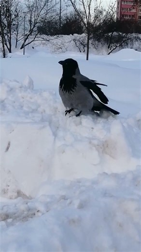 Он здесь главный #вороны / HE is in charge here. crow sounds