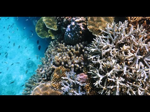 [4K] Exploring Coral Wonders Okinawa, A Breathtaking Compilation #8 CANON EOS 1DX II Nauticam 沖縄 珊瑚