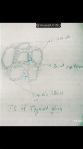 A transverse section (TS) of the thyroid gland reveals a encapsulated structure #gland #cricothyro