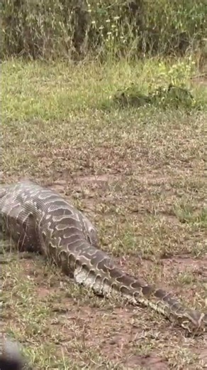 After swallowing an entire impala, the python is left heavy and unable to escape if danger comes 🥹💔