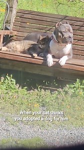 402K views · 113K reactions | When I adopted Lottie, I had hopes that she and the cats would get along, but also no expectations. Motor gave her no other option but to befriend him  Now, it's rare to see her without Motor close by 殺 #NewBestie #HealingTheSoul #LoveMakesEverythingBetter #LovelyLottie #MotorBoater Follow @maisythebarnhippo for your weekly fun 李 | Maisy the Barn Hippo | Facebook