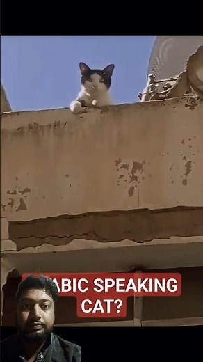 Arabik Speaking Cat #shorts #shortsfeed #animals #viralcats