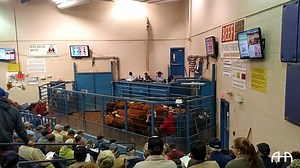Over the years, the Kentucky Certified Hereford Influence sale has proven to add value to producers bottom line. This is your opportunity to get your calves in this program for the upcoming sale in Stanford, Ky., on May 11, 2023. Click for more information about the sale & deadlines -- https://bit.ly/BGStockyards | American Hereford Association | Facebook