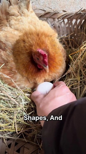 Chicken Intelligence Test: How Smart Are They Really?