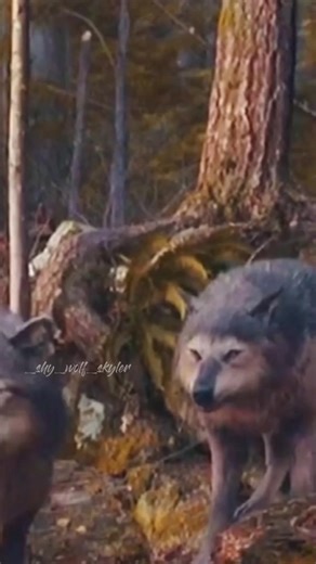 Twilight Wolves Edit with Embry Call