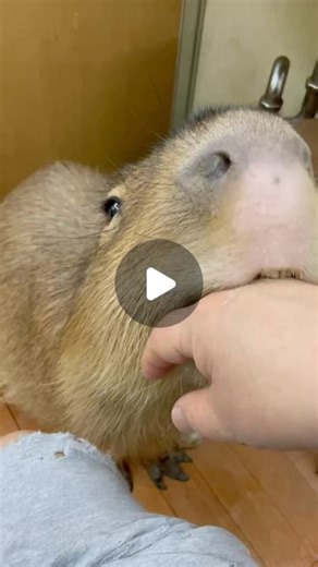 🥥 🐕 on Instagram: "Cute Capybara 😍✨🤩 #capybara #cute"