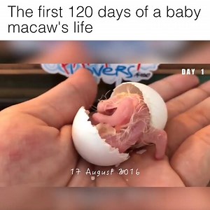 1.8M views · 979 reactions | Nature is incredible!  | Howlers | Facebook