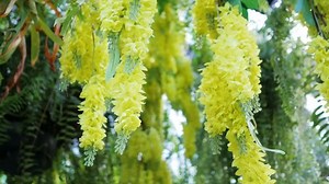 Beweg dich durch die Baumblättern, den: Stockvideos & Filmmaterial (100 % lizenzfrei) 32006800 | Shutterstock