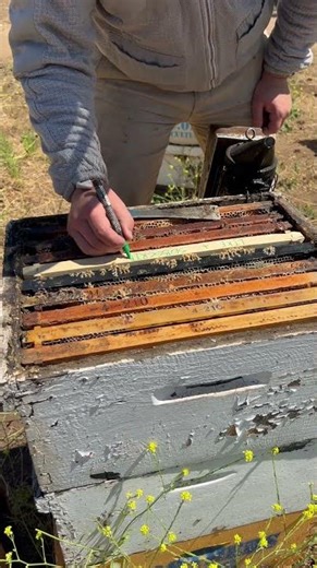 Watch how fast bees can build from scratch! #Beekeeping #Beeswax #Honeycomb #RawWax #ShortsForYou