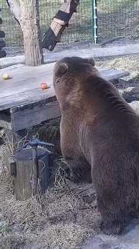 как Мансур находит 🍎🍐#mansurbear #авиамедведь