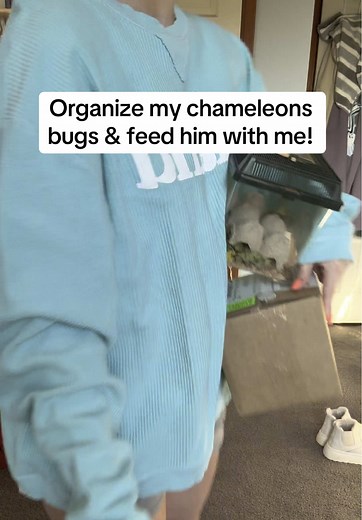 Pet Chameleon Care: Feeding and Habitat Setup