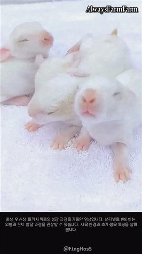 토끼 새끼 성장 과정 #farming #farmlife #livestock #rabbit #growth