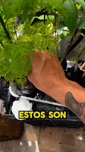 Haz tus pedidos por nuestra página web | VerdeSer_Plantas