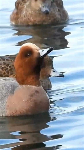 Wigeons Floating and Drinking