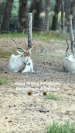 The "adax white antelope" is the addax, a critically endangered antelope from the Sahara Desert whose coat turns white in the summer to help it stay cool. It is also known as the "screwhorn antelope" due to its long, twisted horns. Addax are highly adapted to the desert, getting most of their water from the plants they eat. Key characteristics Appearance: The addax's coat color changes seasonally: it is white or very pale brown in the summer and grayish-brown in the winter. They have long, spira