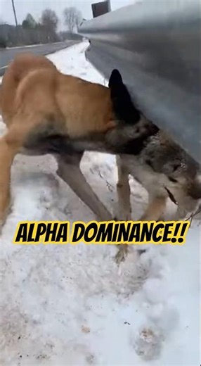 Wolf vs Malinois: The Alpha Dominance Struggle 🐺