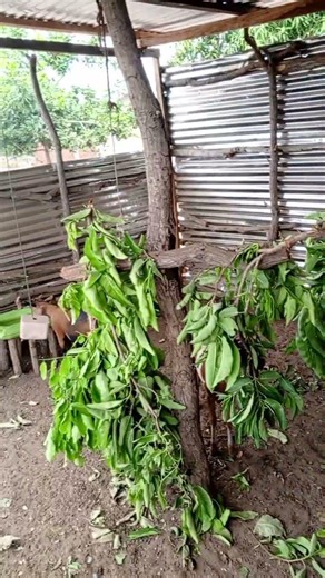 local breed selection of goats #goat #beautifullgoats #farming