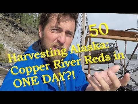 Alaska Fishwheel Subsistence & Copper River Red Salmon: Filetting Demonstration by a real Alaskan.