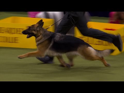 Mercedes the German Shepherd wins the Herding Group | Westminster Kennel Club