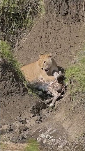 Lion Vs Deer 🦌 hunting scene| animal planet National geographic