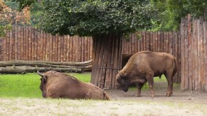 European Bison. Large male bison in the zoo. Wonderful big animals.