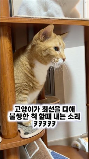 The voice reminds me of actor Hong Kyung's voice... lol #cat #catlife #catvideos #cat #catshorts ...