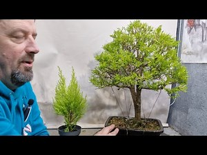 how to start creating a lemon cypress bonsai