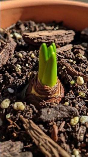Freesia Bulb Sprouting in 14 Days 🌱 | Stunning Macro Time-Lapse #plantgrowth #plants #timelapse