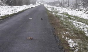 Les rats envahissent Theillay et ses environs, jusqu'à Vierzon