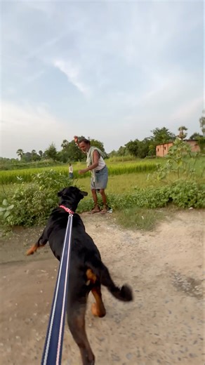 No Mercy! Rottweiler Charges at Stranger Instantly 😱 #Rottweiler #AggressiveDog #SuddenAttack #yt
