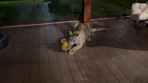 Happy Halloween from Messi 😁😁😂🦇 #puma #pumamessi | Team RRQ Unofficial