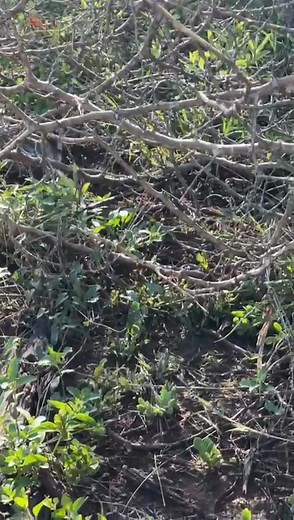 Va te xikolo hi ku nhova.....🤣🤣, yooo hisweswo | Dinhlah Nkuna